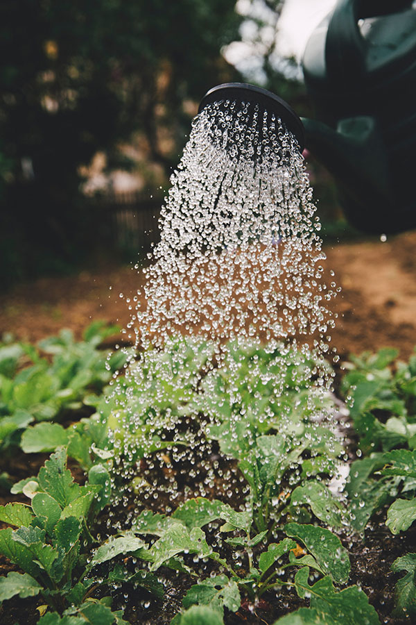 Watering Can